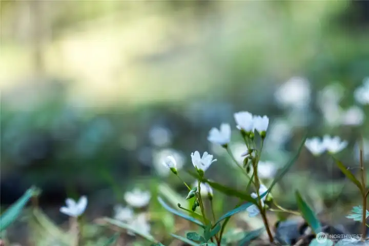 Spring beauties being beautiful.