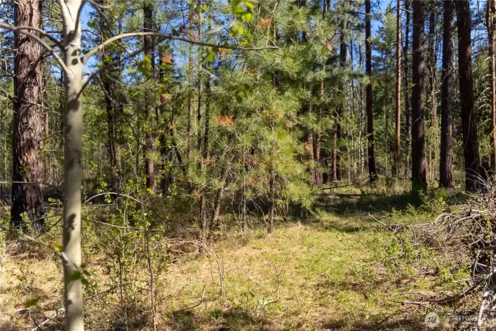 Near where Texas Creek flows through the north end of the property, many mature aspen trees adorn the property.