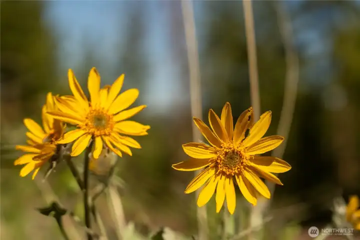 The almighty balsamroot!