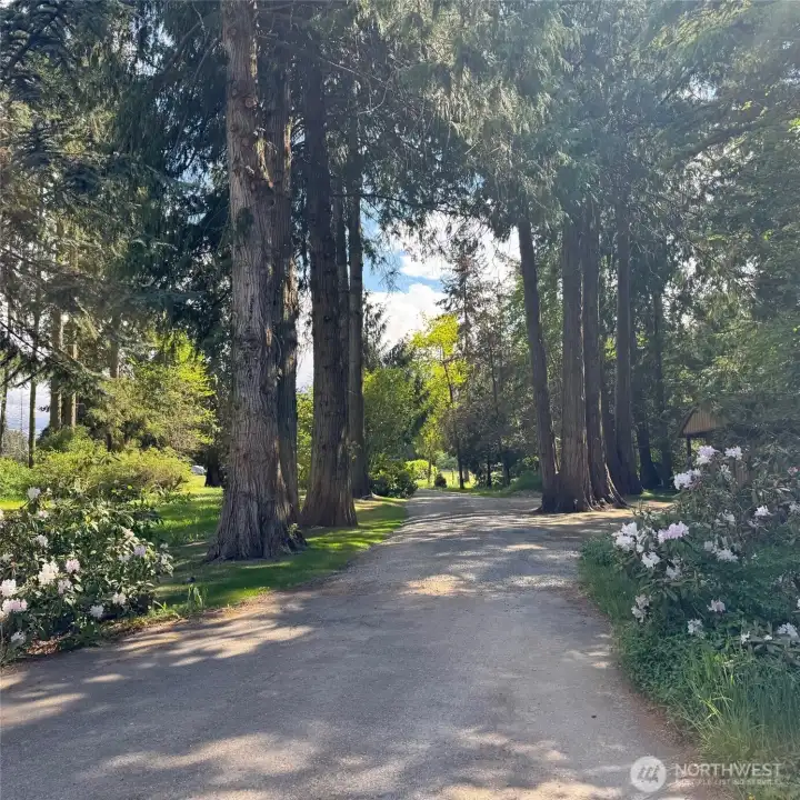 Majestic tree lined entrance.