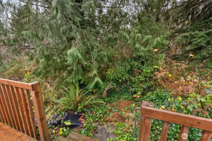 Concrete poured steps that lead all the way down to creek. There used to be a little cabin next to creek but it has fallen down.