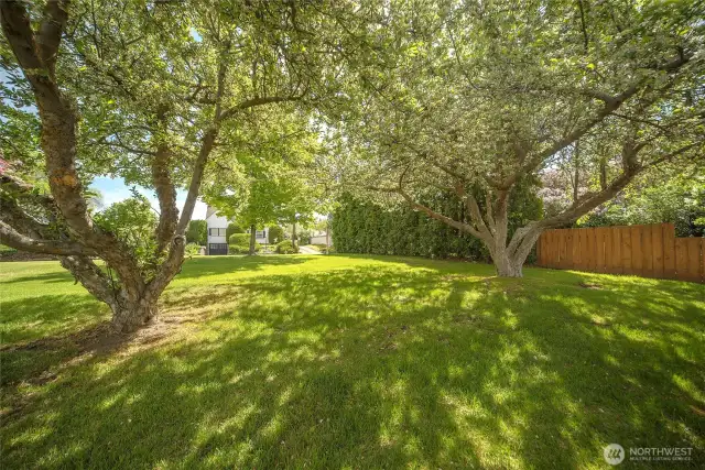 Mature fruit trees