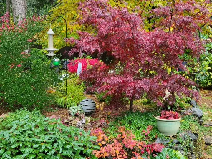 Beautiful Color in bloom.  Photos taken by seller in the Spring to Fall Season