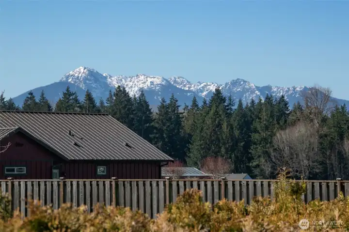 Hurricane Ridge View