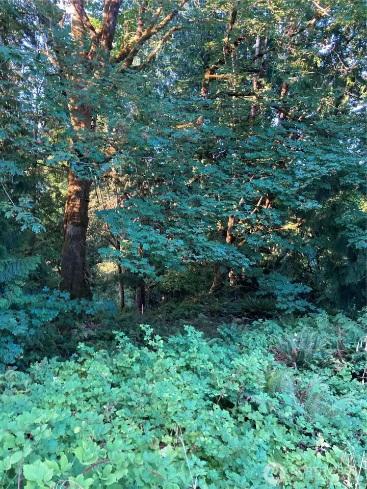 Various shrubs, trees, plants on property