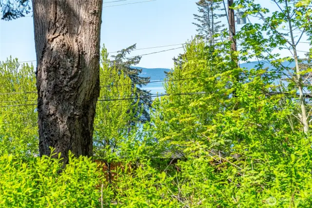 View of the Harbor and Cypress Island.