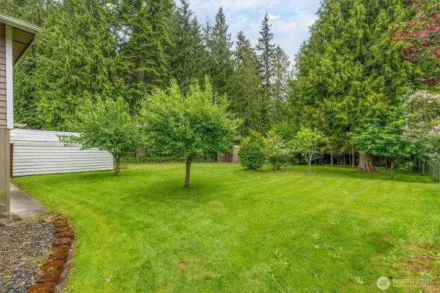 Back yard - fruit trees