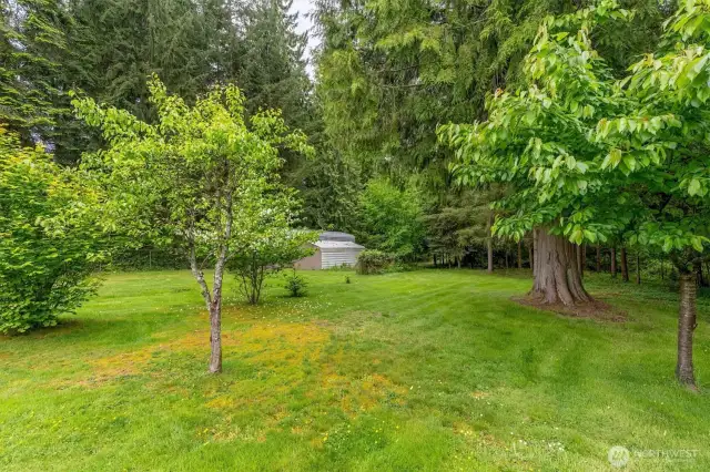 Back yard
