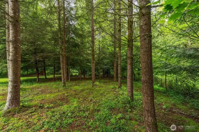 Fully fenced back yard with trees.