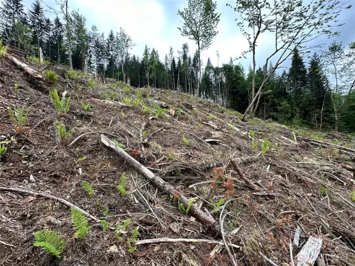 Slope heading up the property