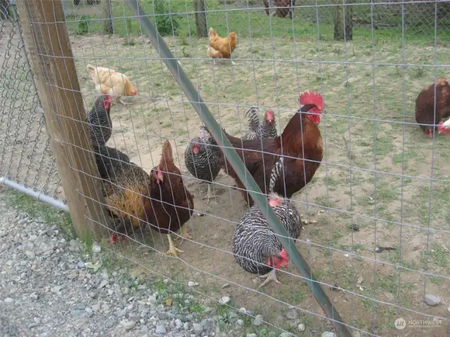 Chickens in past years