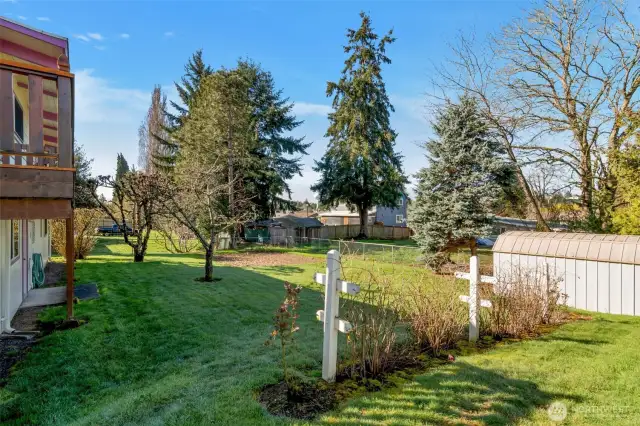 Backyard with fruit trees and a storage shed, with garden area already prepped and waiting