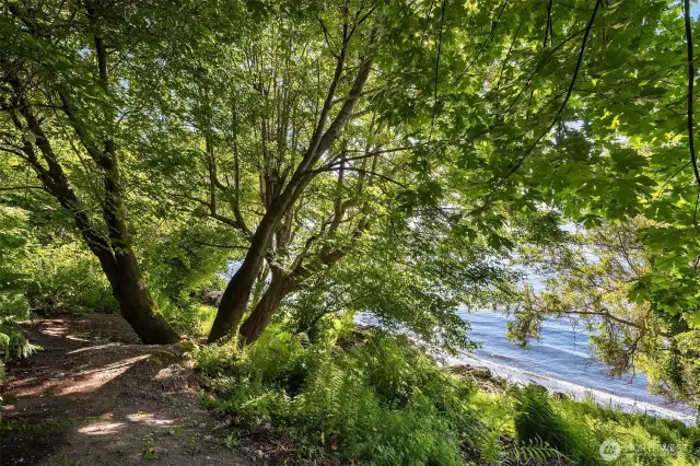 Mature trees and a wide level area above the sea wall.