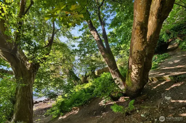 Part of the trail coming from the beach.