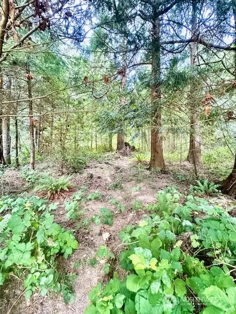 From clearing looking up to road