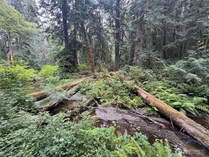 The acreage allows so much natural beauty to remain, even after a dwelling is established. The acreage allows so much natural beauty to remain, even after a dwelling is established.