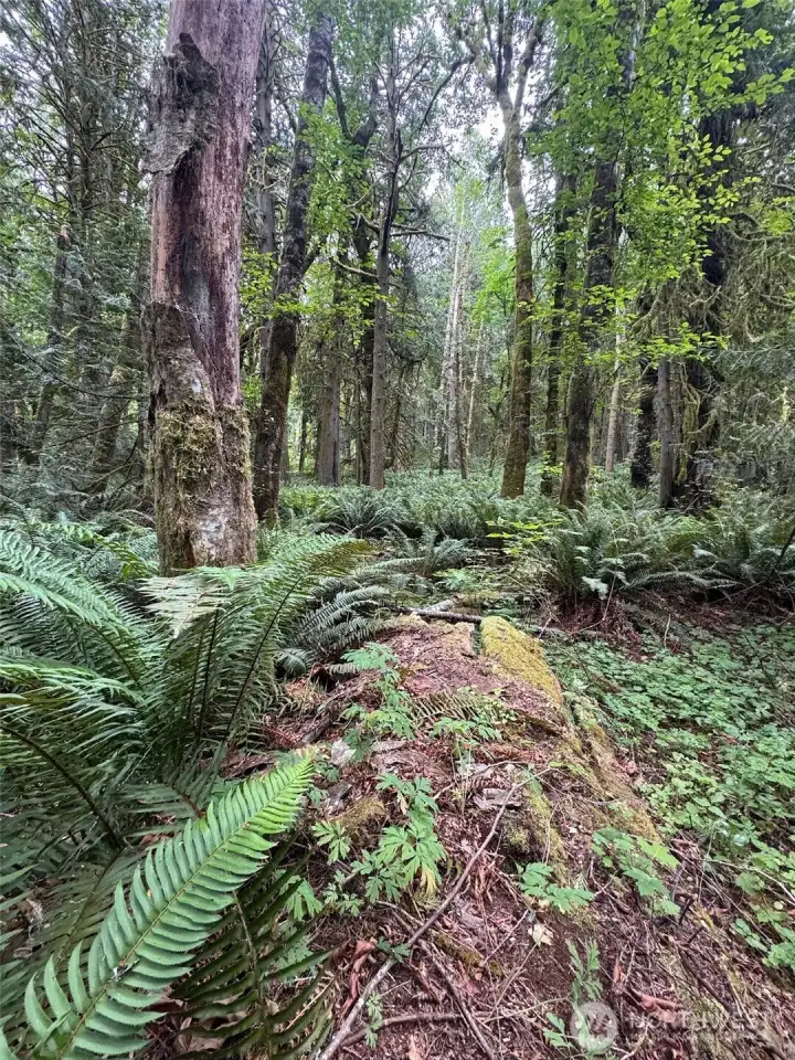 Taken east of Barker Creek, looking towards Nels Nelson Rd across the sea of ferns. Taken east of Barker Creek, looking towards Nels Nelson Rd across the sea of ferns.