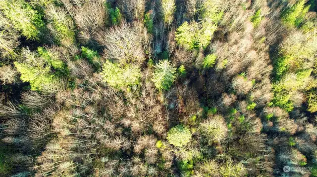 Overhead shot to show denseness of trees on property
