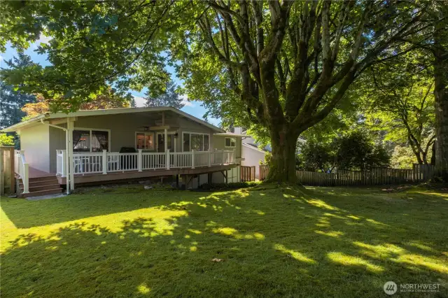 Largest treehouse-ready Oak Tree in the City