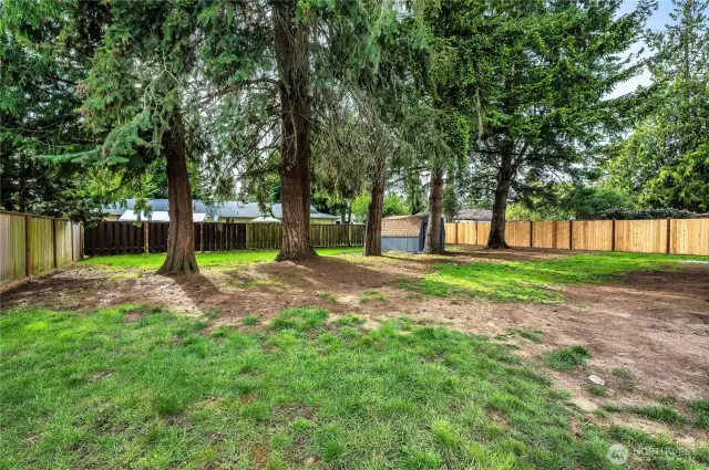 Backyard