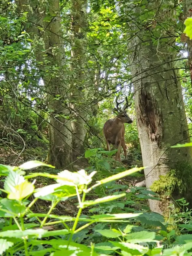 Wildlife and plantlife abound in your own private estate.