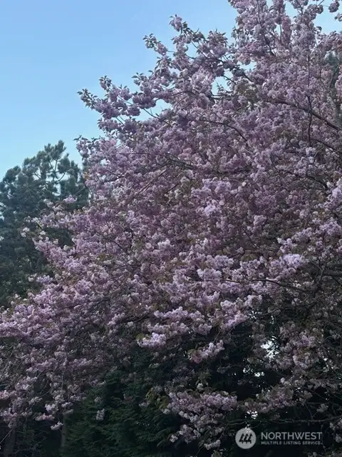 Cherry blossoms in the yard