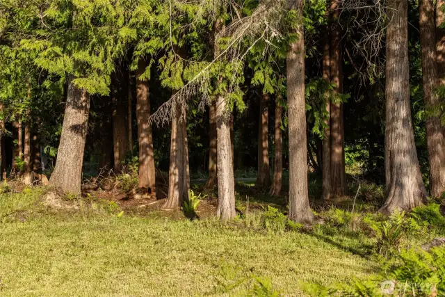 Beautiful Evergreens for Privacy