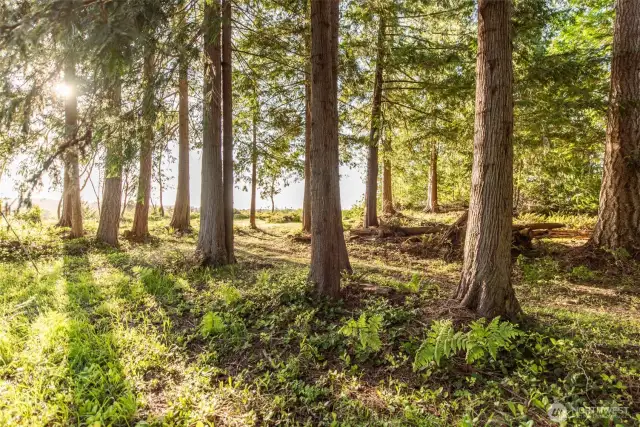 Lovely Cedar Trees for Privacy