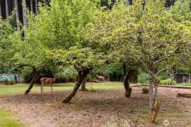 Established Fruit Orchard: A thriving variety of mature fruit trees including apple, pie cherry, cherry, pear, fig, and plum, offering fresh, homegrown goodness right in your own yard.