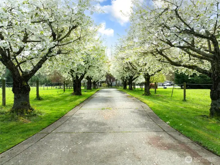 Stunning tree-lined entry