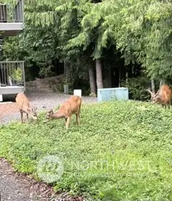 Enjoy watching the deer from your back yard deck.