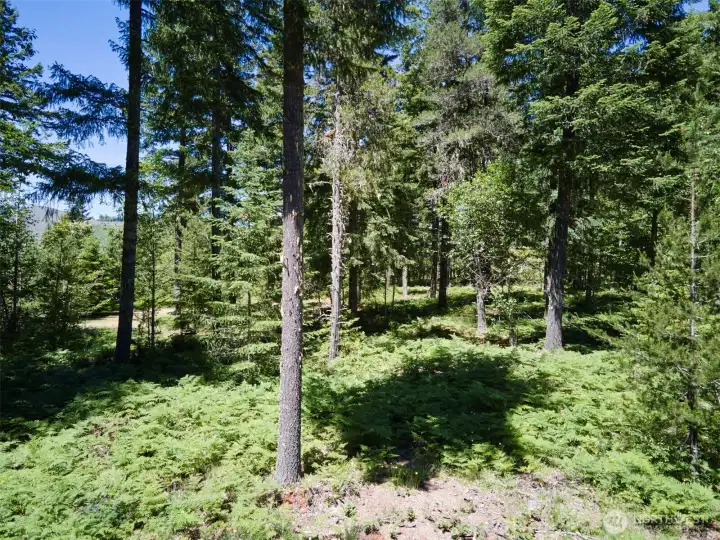 Trees on property