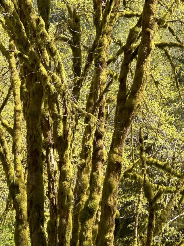 mossy trees are stunning