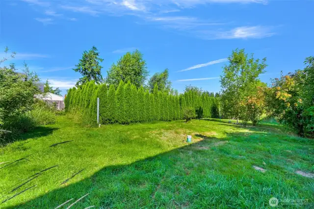 Back yard