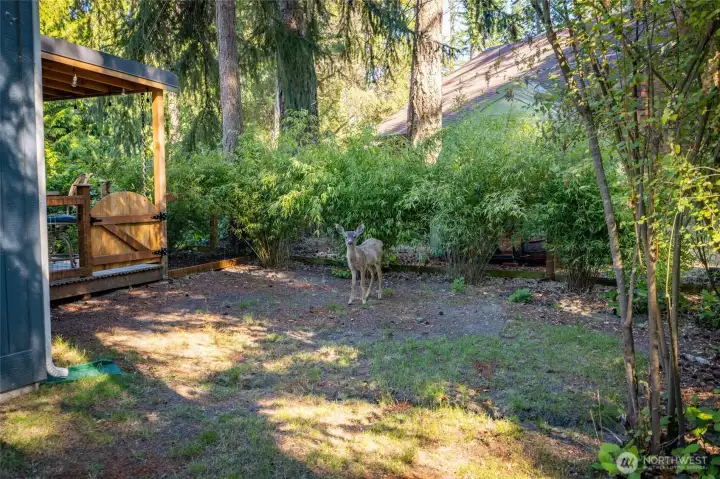 Back entrance to deck and wildlife