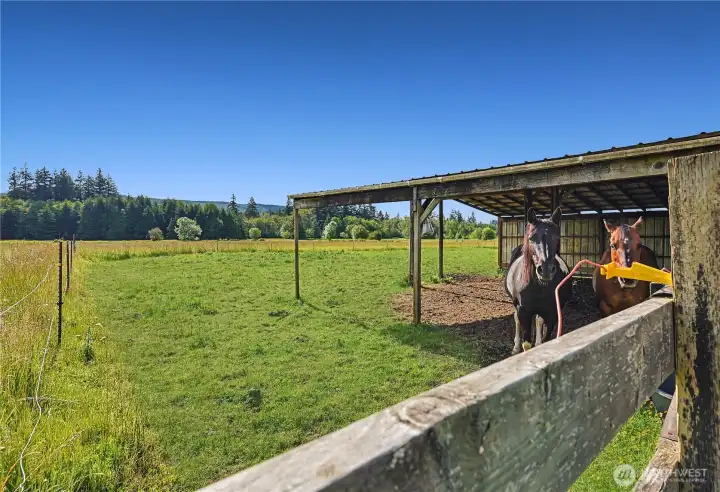 One of many loafing sheds and fenced pastures.