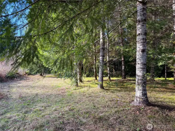 Open tree line by driveway