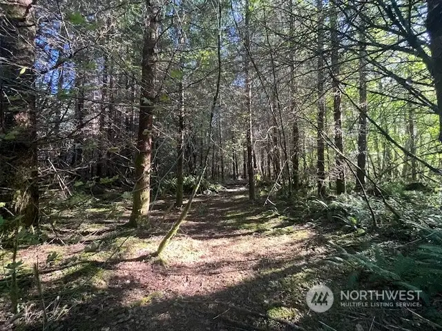 Forest at rear of property