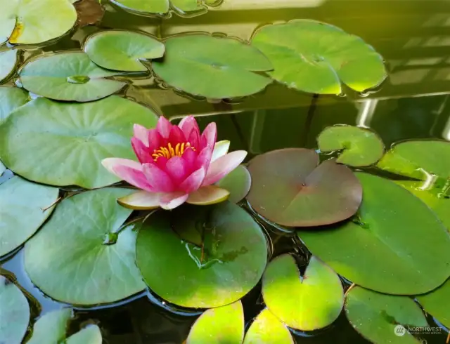 Lillies in the Koi pond (not present now though)