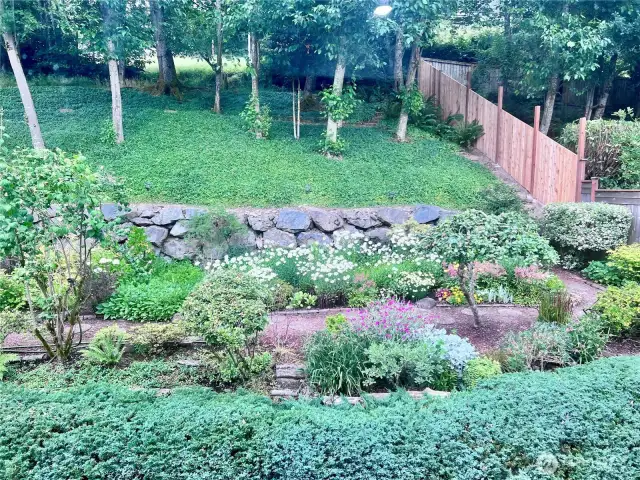 View from below of uphill garden and tiered garden
