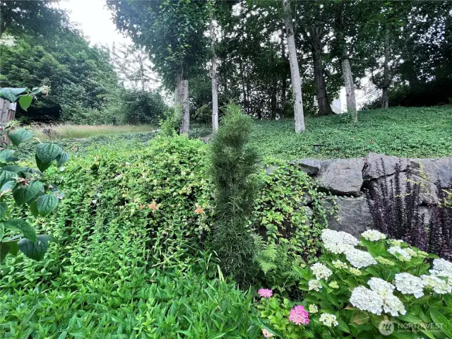 Looking uphill from backyard