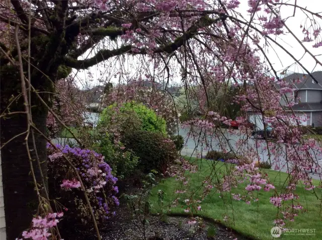 Front street view in blooms