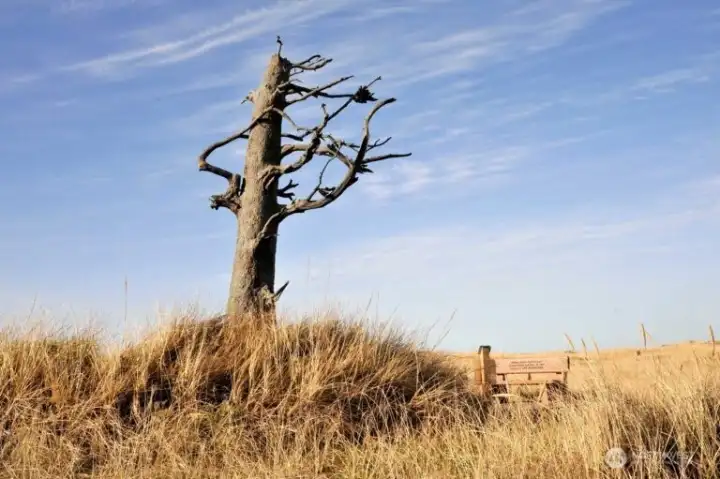 Lewis and Clark Tree