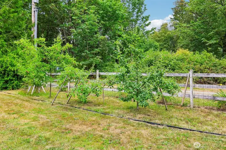 Fruit Trees