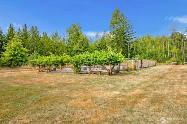 View of the fenced gardens and fruit trees.