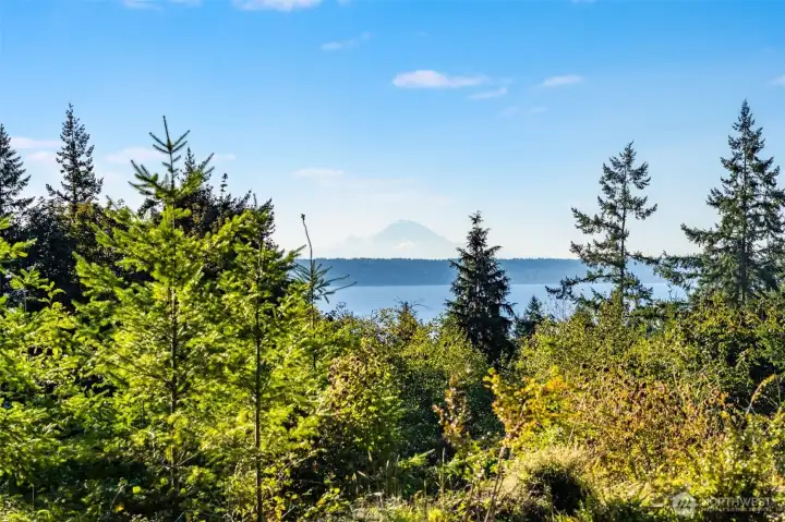 Mt Rainier Views