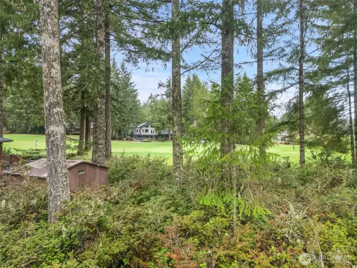 View of the golf course and lush evergreens.