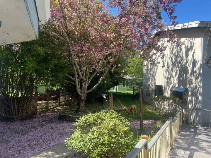 Beautiful back yard!