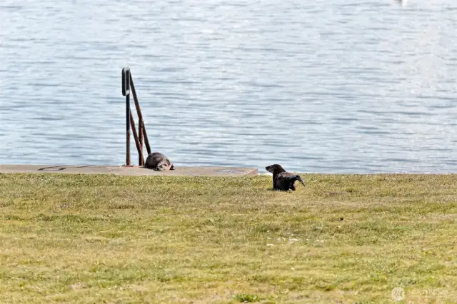 Otters made an appearance during the photo shoot!