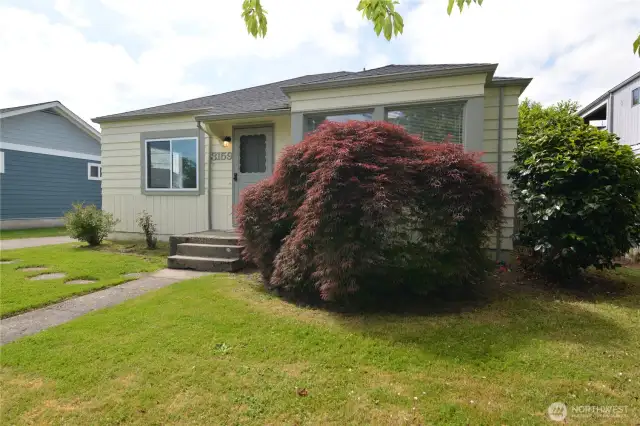 Front Yard & Beautiful Japanese Maple